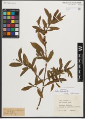 Foto von Salix triandra L.